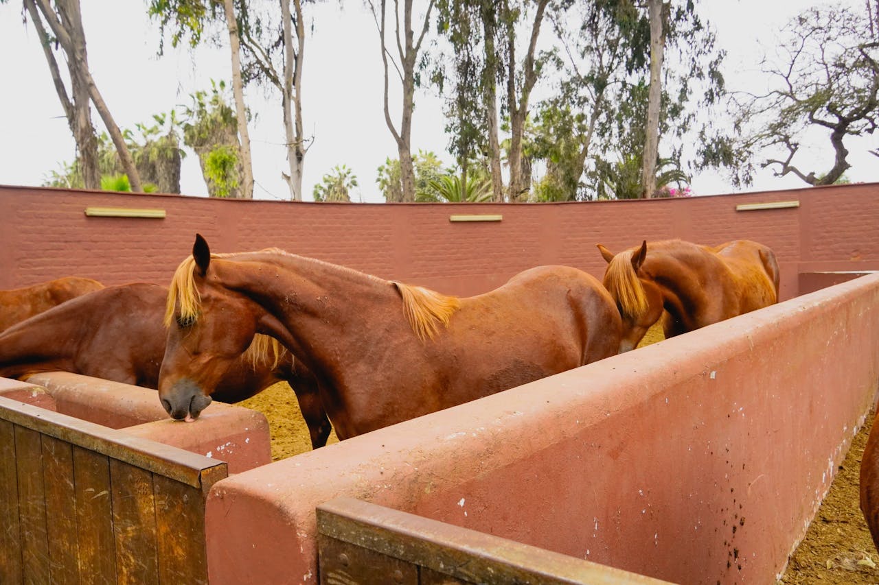 pexels photo 13133688.jpeg