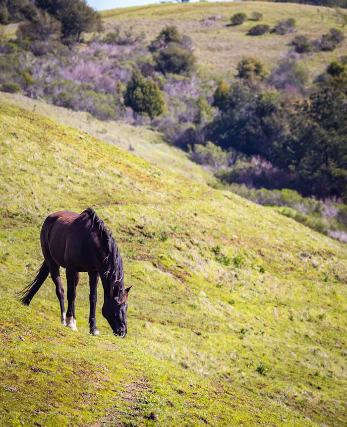 pexels photo 15796419.jpeg