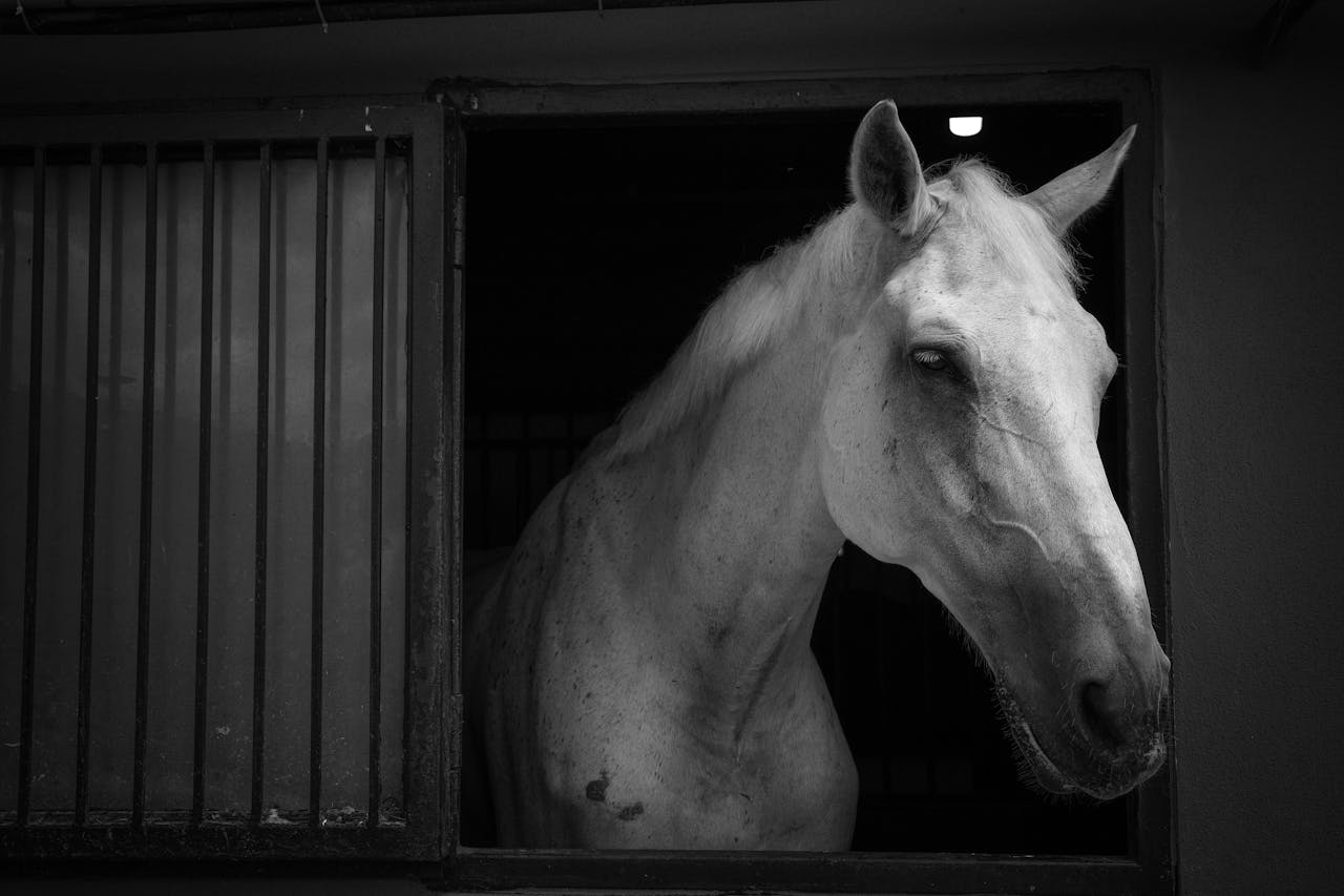 A black and white portrait of a horse looking out of a stable window, showcasing its serene expression.