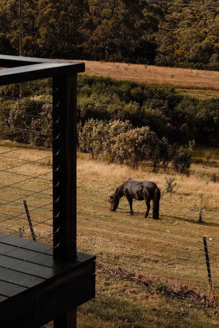 pexels photo 26050547.jpeg