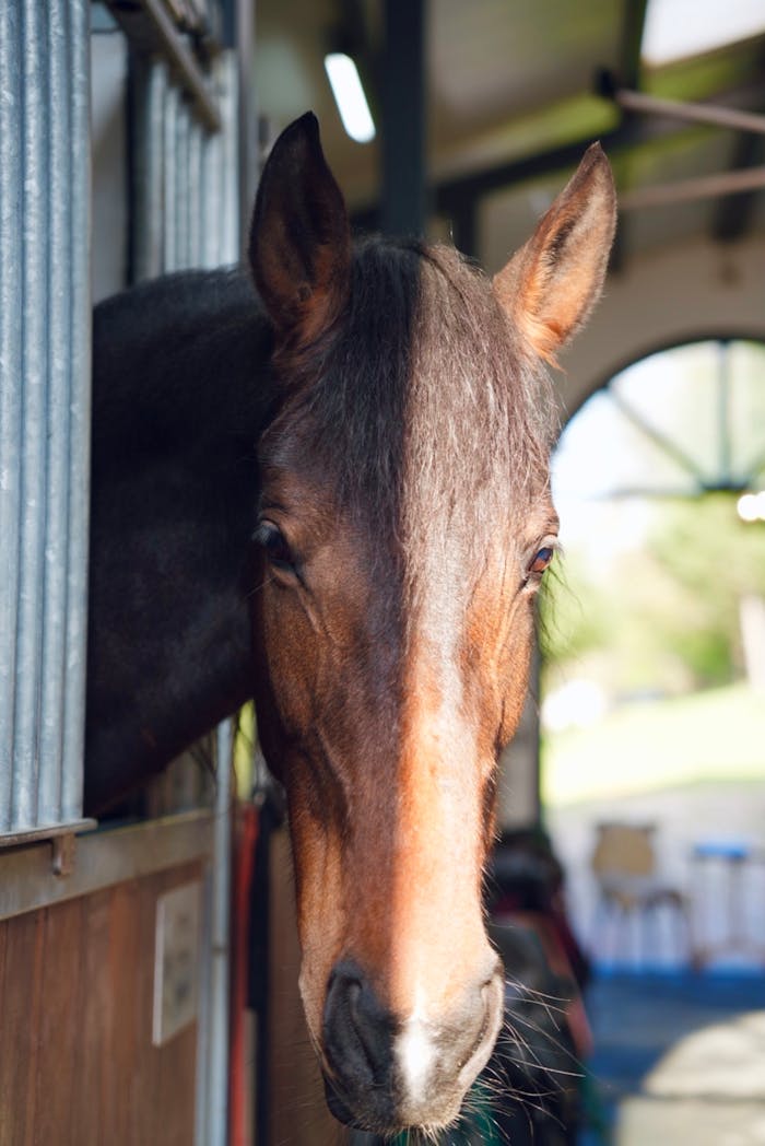 pexels photo 31617905.jpeg