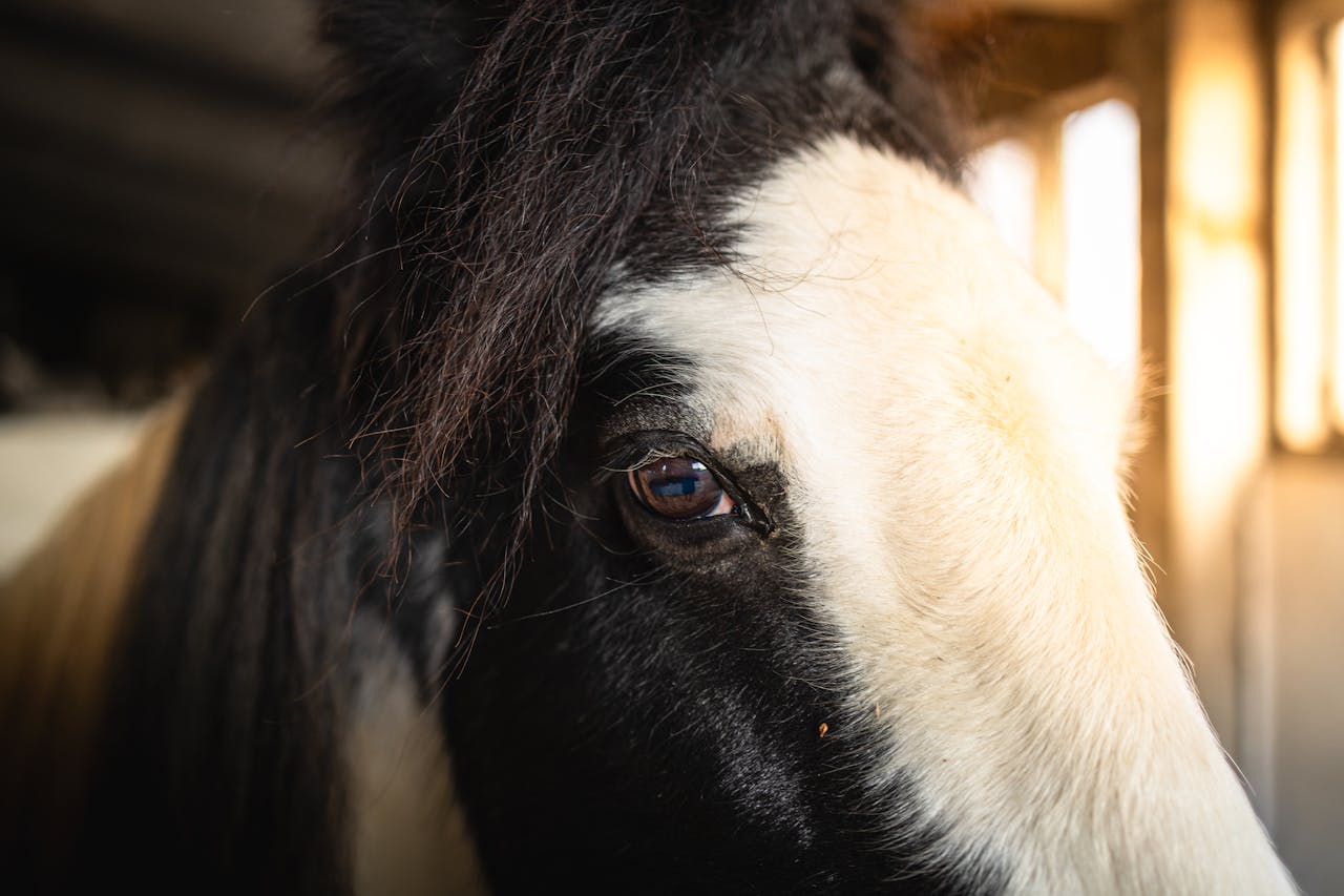 Detailed close-up of a horse's eye highlighting its unique features in a stable setting.