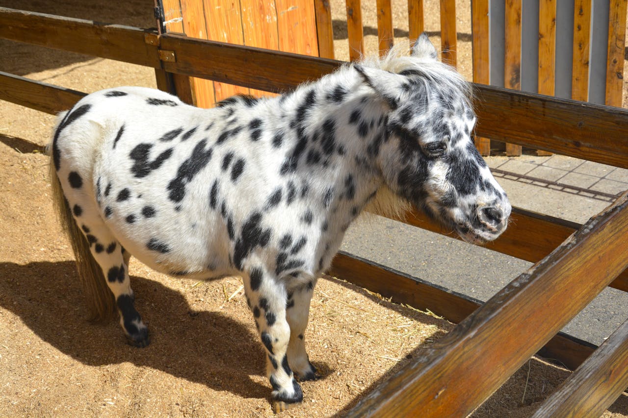 Adorable spotted miniature pony in a sunlit paddock, captured outdoors with a close-up view.